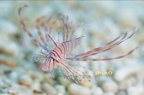 ハナミノカサゴ