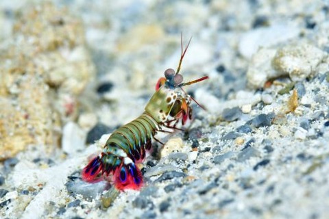 モンハナシャコ