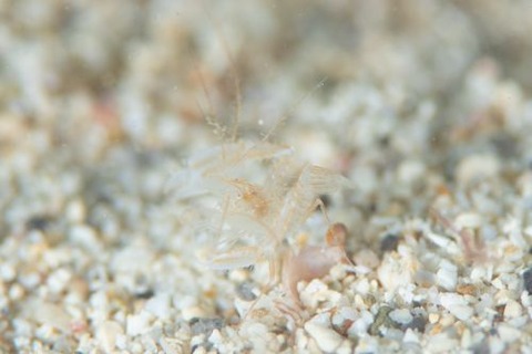 サンゴヒメエビ