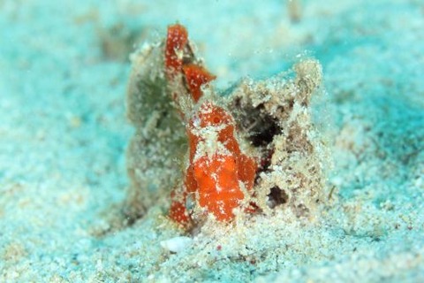 オオモンカエルアンコウ