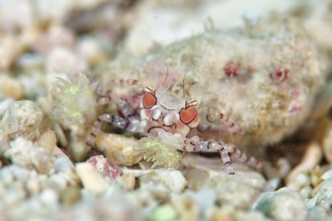 キンチャクガニ