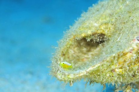 ナカモトイロワケハゼ