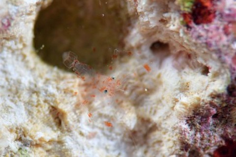 スベスベオトヒメエビ属の1種