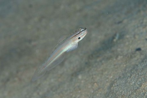 サラサハゼ属の1種