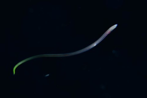 刺激的な水中生物