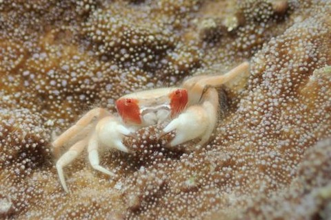 ケブカガニ科の1種
