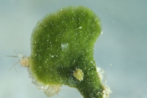 クサイロモウミウシ