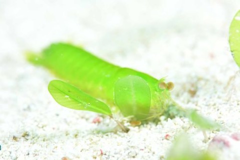 フトユビシャコモドキ属の1種