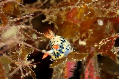 ホシゾラウミウシ