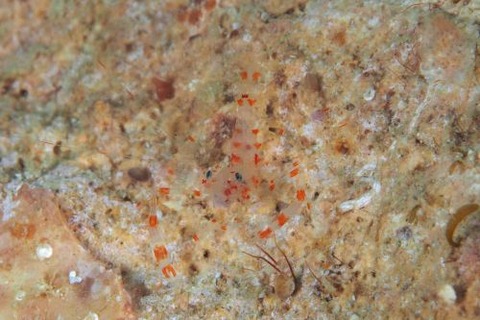 スベスベオトヒメエビ属の1種