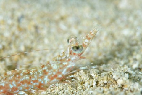 アカエビ属の1種