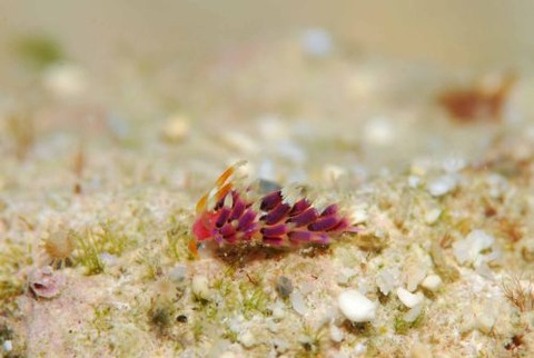 ミノウミウシ亜目の1種