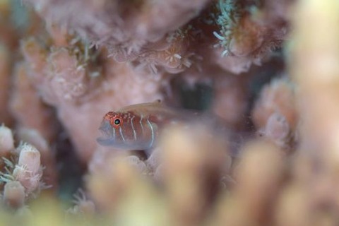 アワイロコバンハゼ