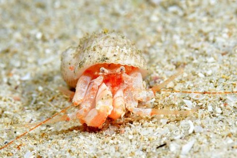 オオエビスヤドカリ