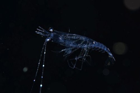 刺激的な水中生物