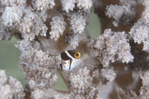 シマキンチャクフグ