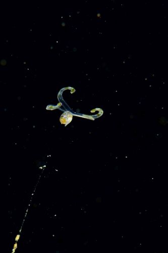 刺激的な水中生物