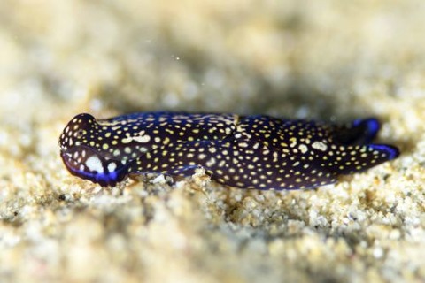 アミメキセワタ