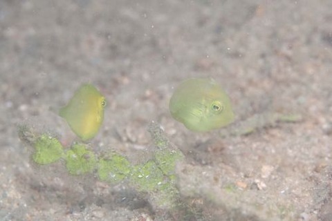 アオサハギ