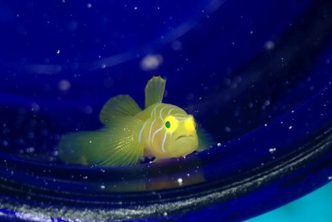 イレズミミジンベニハゼ