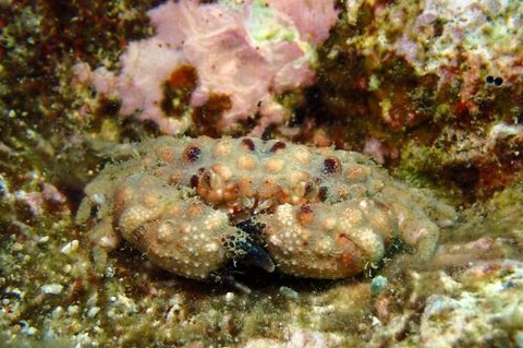 オウギガニ科の1種