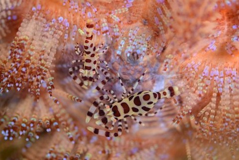 ペリクリメネス・コールマンイ