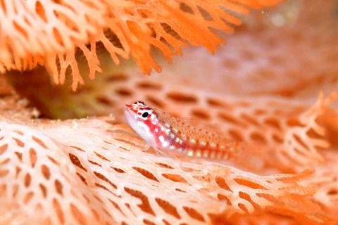 ハナグロイソハゼ