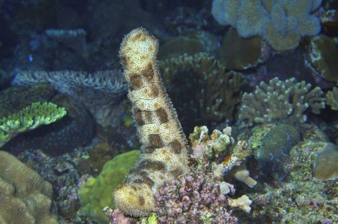 クロエリナマコ