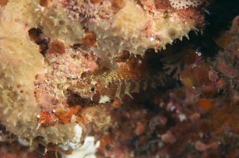 コクテンニセヘビギンポ