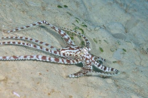 ミミックオクトパス