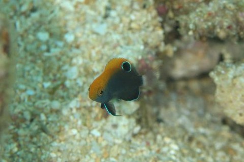 オジロスズメダイ