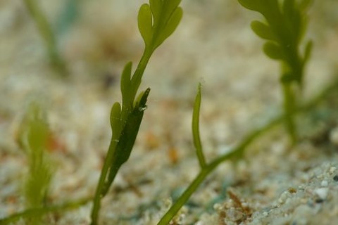 ヒラツノモエビ