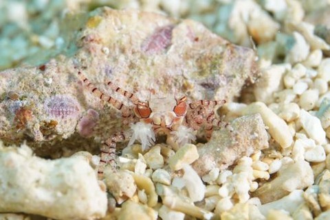 キンチャクガニ