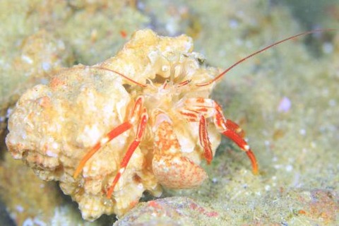 オオゼブラヤドカリ