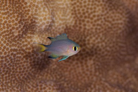 ヒレグロスズメダイ