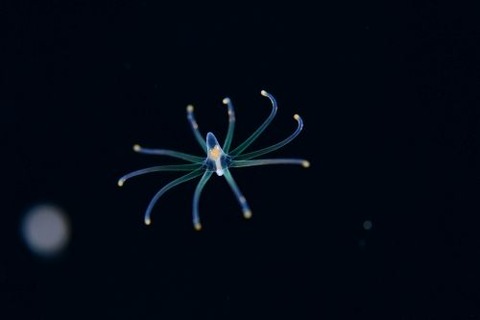 刺激的な水中生物