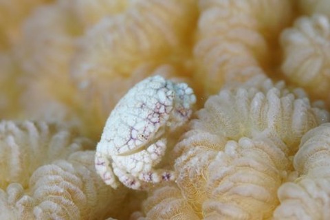 オウギガニ科の1種