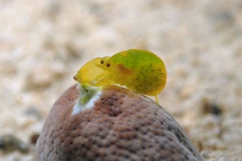 Periclimenaeus storchi