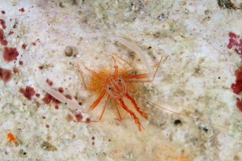 スベスベオトヒメエビ属の1種