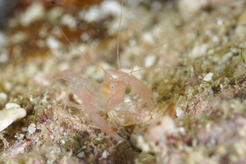 ベニマトイサンゴヒメエビ