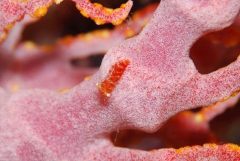 イソバナカクレエビ