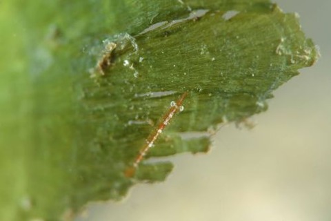 ヒラツノモエビ