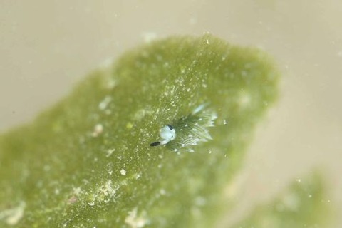 ウサギモウミウシ