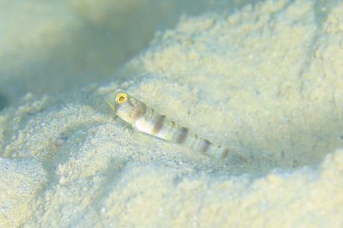 ニュウドウダテハゼ