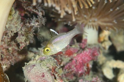 ミヤコイシモチ