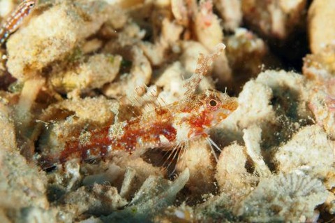 ホタテヘビギンポ