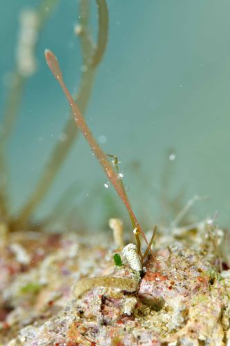 トガリモエビ属の1種