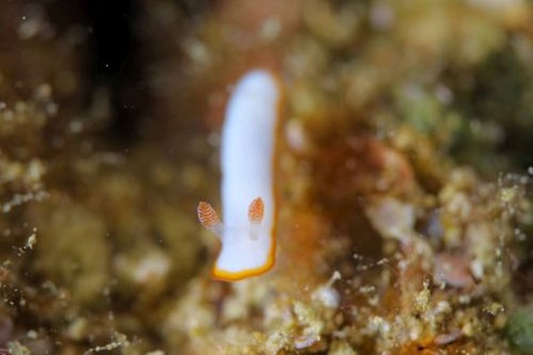 ミナミシラヒメウミウシ