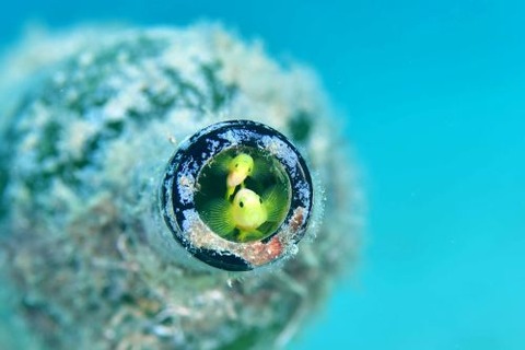 ナカモトイロワケハゼ