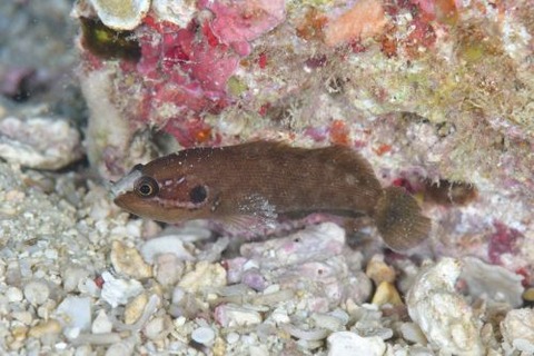 タナバタウオ科の1種